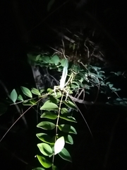 Celidophylla albimacula