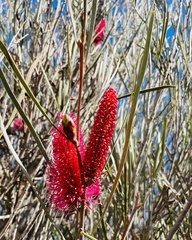 Hakea francisiana