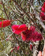 Hakea francisiana