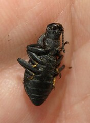 Polypleurus