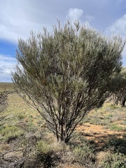 Hakea francisiana