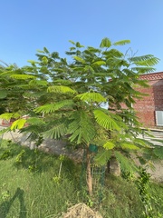 Delonix regia