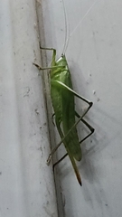 Neoconocephalus retusus