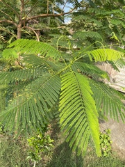 Delonix regia