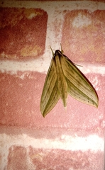 Xylophanes anubus