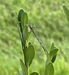 Enallagma vesperum