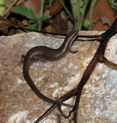 Panaspis maculicollis