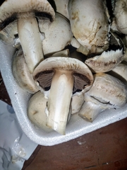 Agaricus bisporus