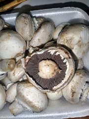 Agaricus bisporus