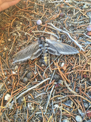 Sphinx perelegans
