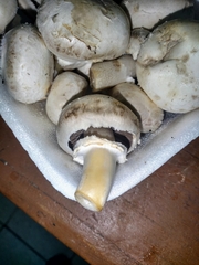 Agaricus bisporus