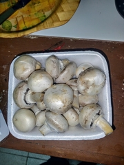 Agaricus bisporus