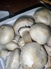 Agaricus bisporus