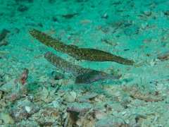 Solenostomus cyanopterus