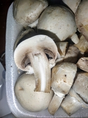 Agaricus bisporus