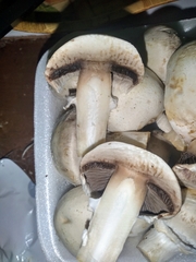 Agaricus bisporus