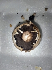 Agaricus bisporus