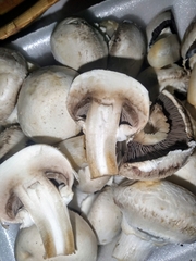 Agaricus bisporus