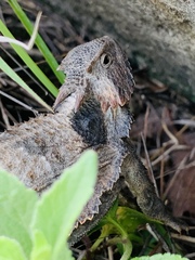 Phrynosoma braconnieri