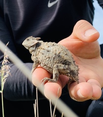 Phrynosoma braconnieri