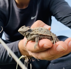 Phrynosoma braconnieri