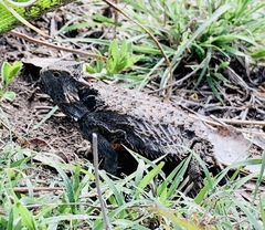 Phrynosoma braconnieri