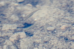 Pimephales notatus