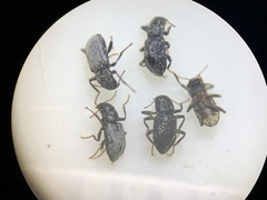 Microcylloepus