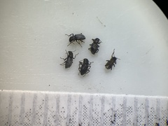 Microcylloepus
