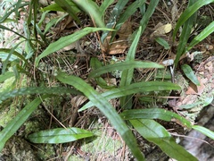 Lepisorus pseudoussuriensis