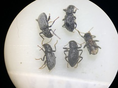 Microcylloepus