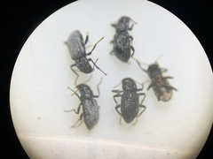 Microcylloepus
