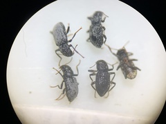 Microcylloepus