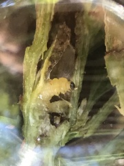 Periploca ceanothiella