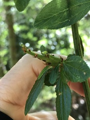 Periploca ceanothiella