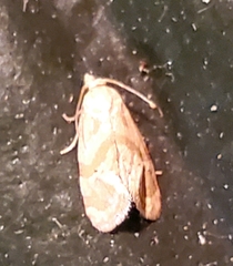 Platphalonidia