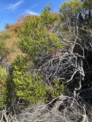 Banksia ericifolia