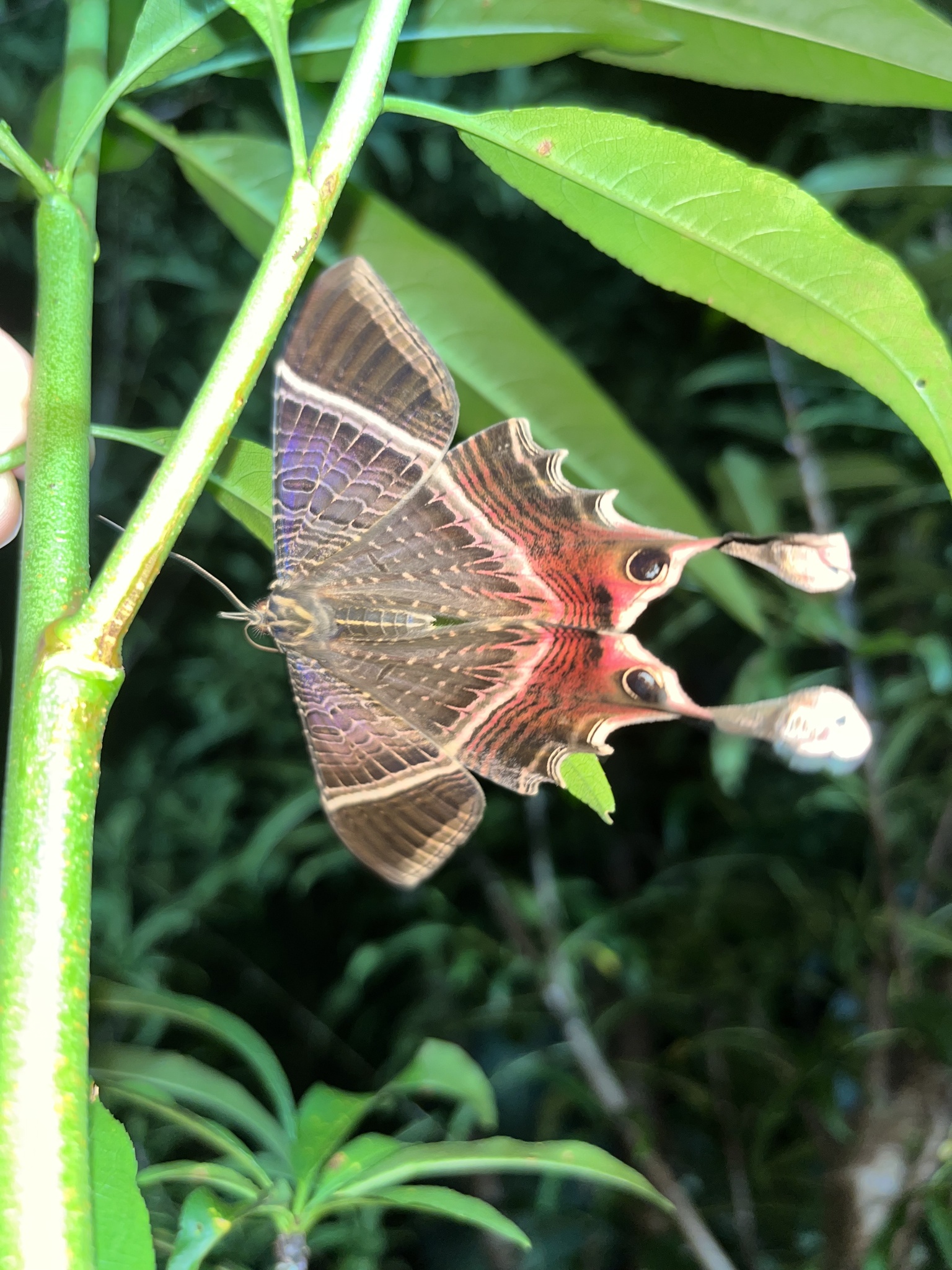 Nothus lunus Linnaeus, 1758