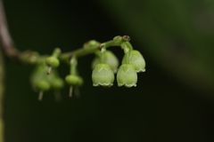 Gaultheria griffithiana