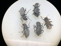 Microcylloepus