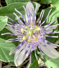 Passiflora karwinskii