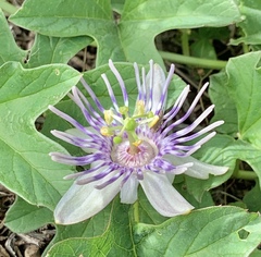 Passiflora karwinskii