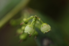 Gaultheria griffithiana