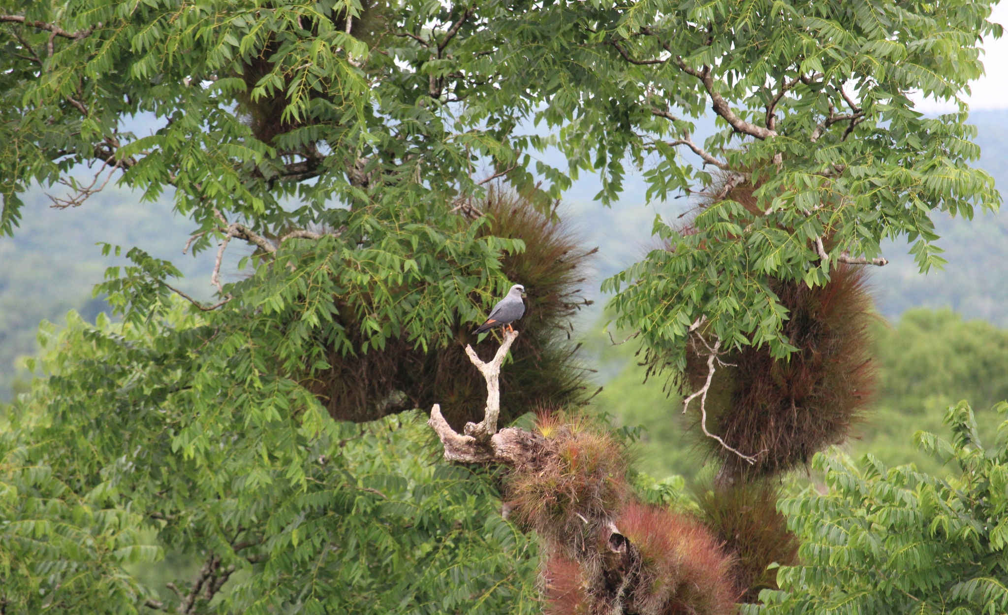 Plumbeous Kite (Ictinia plumbea)