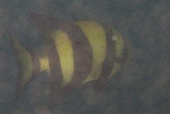 Oplegnathus robinsoni