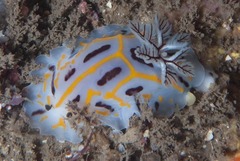 Halgerda dichromis