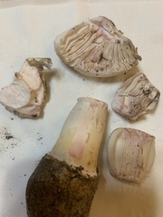 Amanita mutabilis