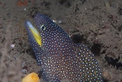 Gymnothorax nudivomer
