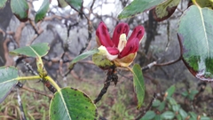 Rhododendron thomsonii