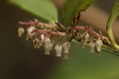 Gaultheria semi-infera